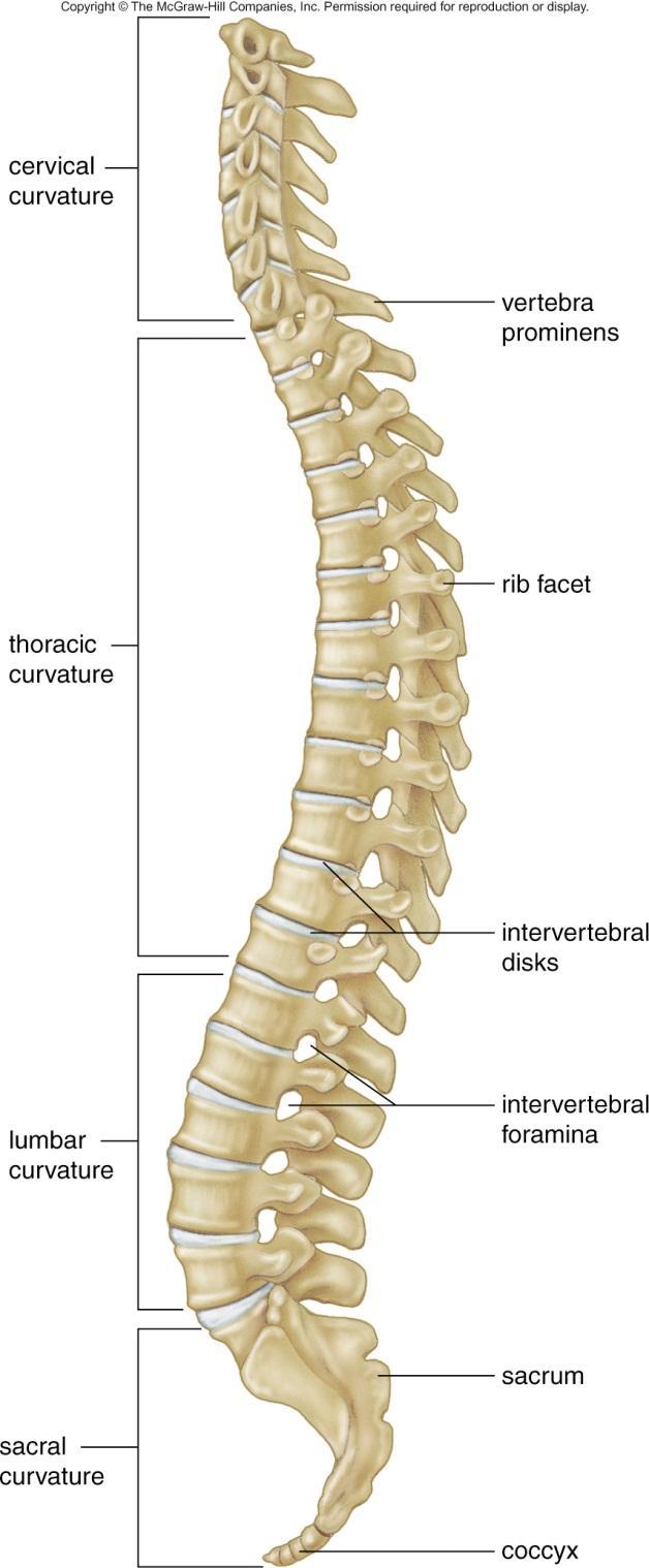 Vertebral Column (Spine) Supports rib cage Serves as a point of attachment for the pelvic girdle Protects the spinal cord Cervical vertebrae 7 bones of the neck