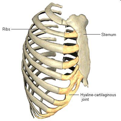 Joints (Articulations) Cartilaginous