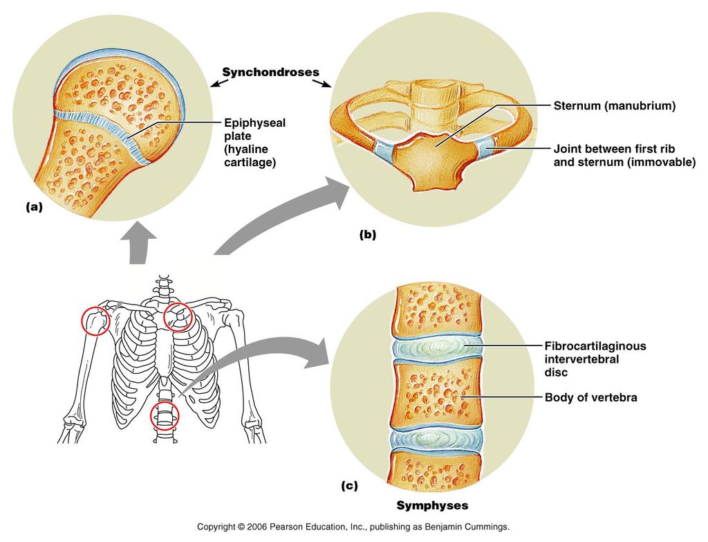 fibrocartilage or hyaline cartilage