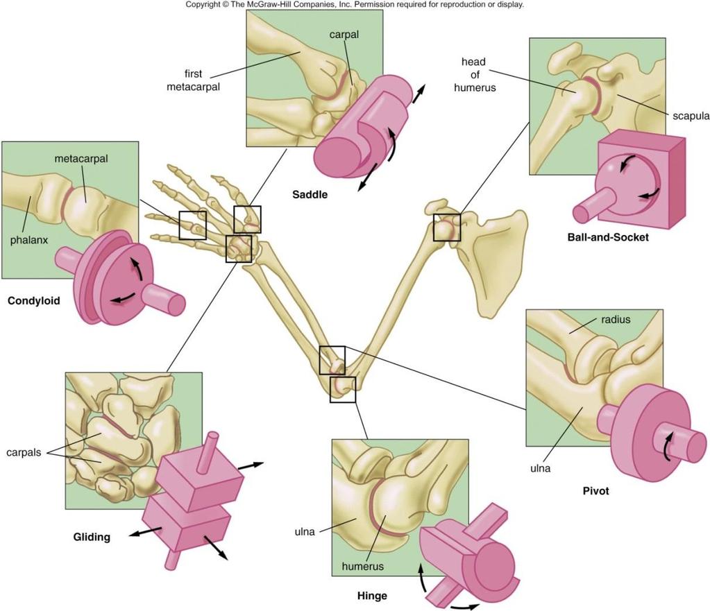 Joints (Articulations) Synovial joints bones do not touch each other bones are separated by a