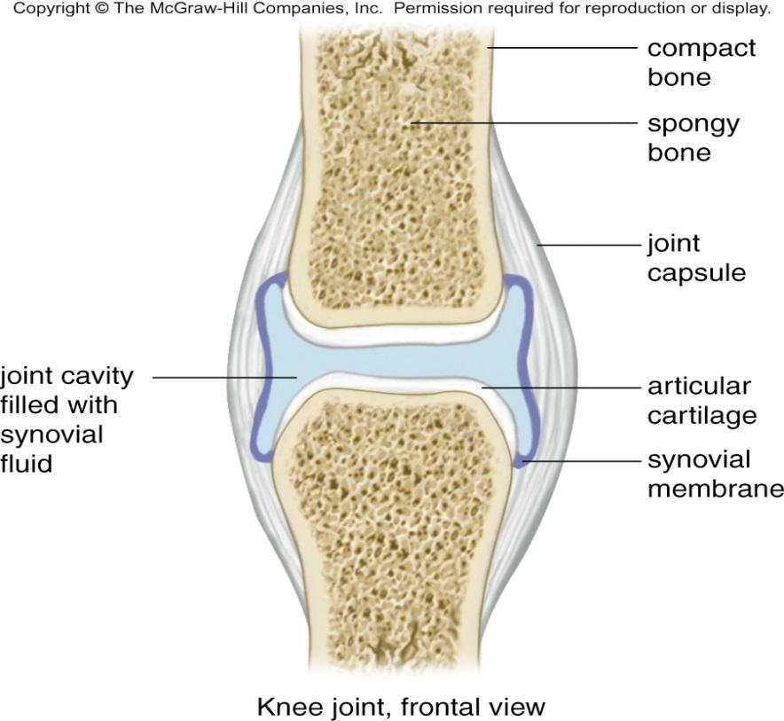 Properties of Synovial Joints synovial membrane lines joint cavity produces synovial fluid