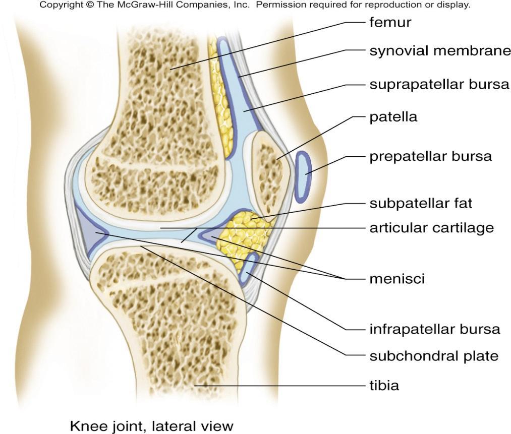 torn collagen fibers tendons (bone to muscle connection) - help support joint bursae - pockets of