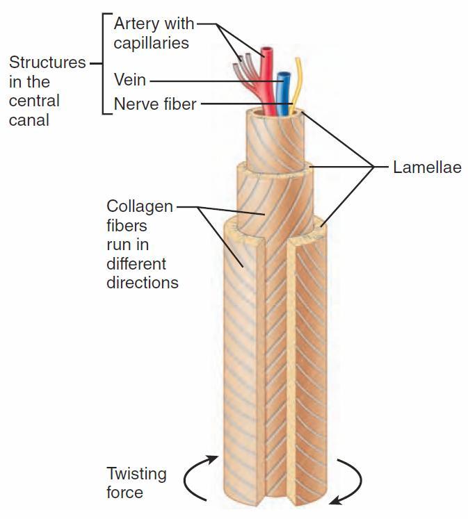 Microscopic Anatomy of Compact Bone Osteon (Haversian System) The structural unit of compact bone.