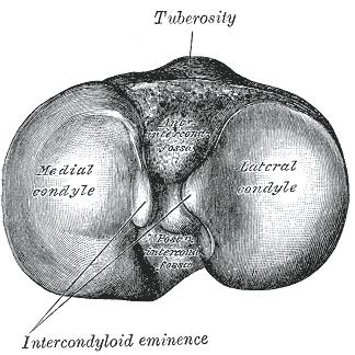 hip-joint, Posterior