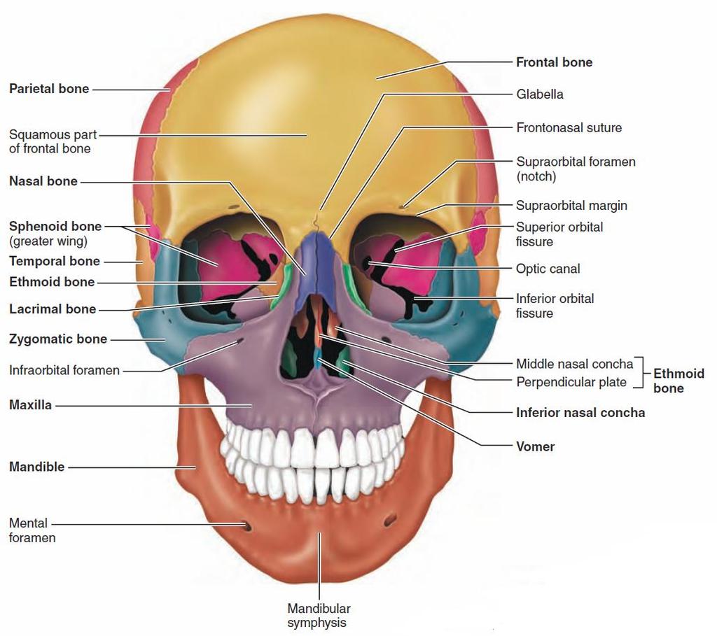 The Skull: