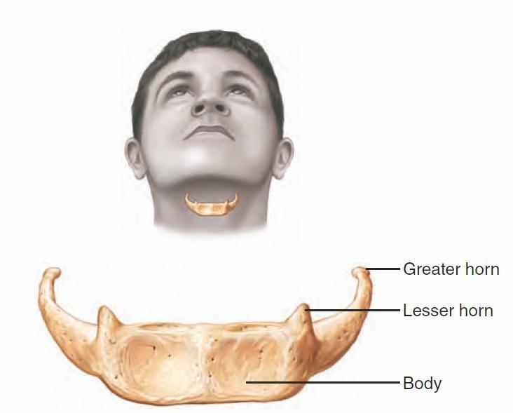 The Hyoid Bone The only bone that does not articulate with another