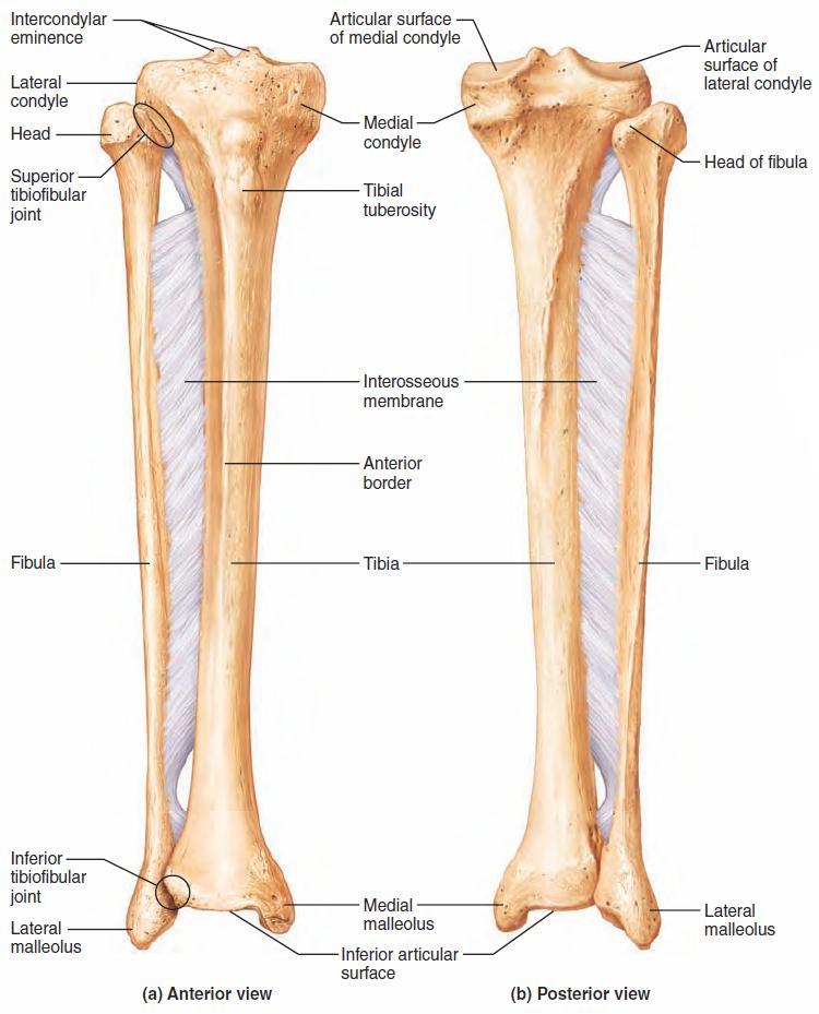 Bones of the Lower Limbs The leg has two bones: