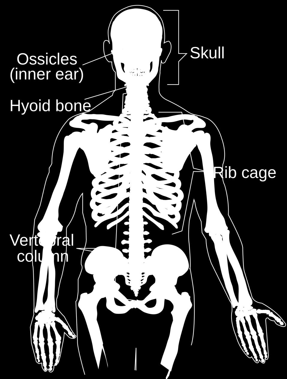 The Axial Skeleton Forms the longitudinal part of the body Divided into