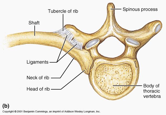 rib vertebrae joint
