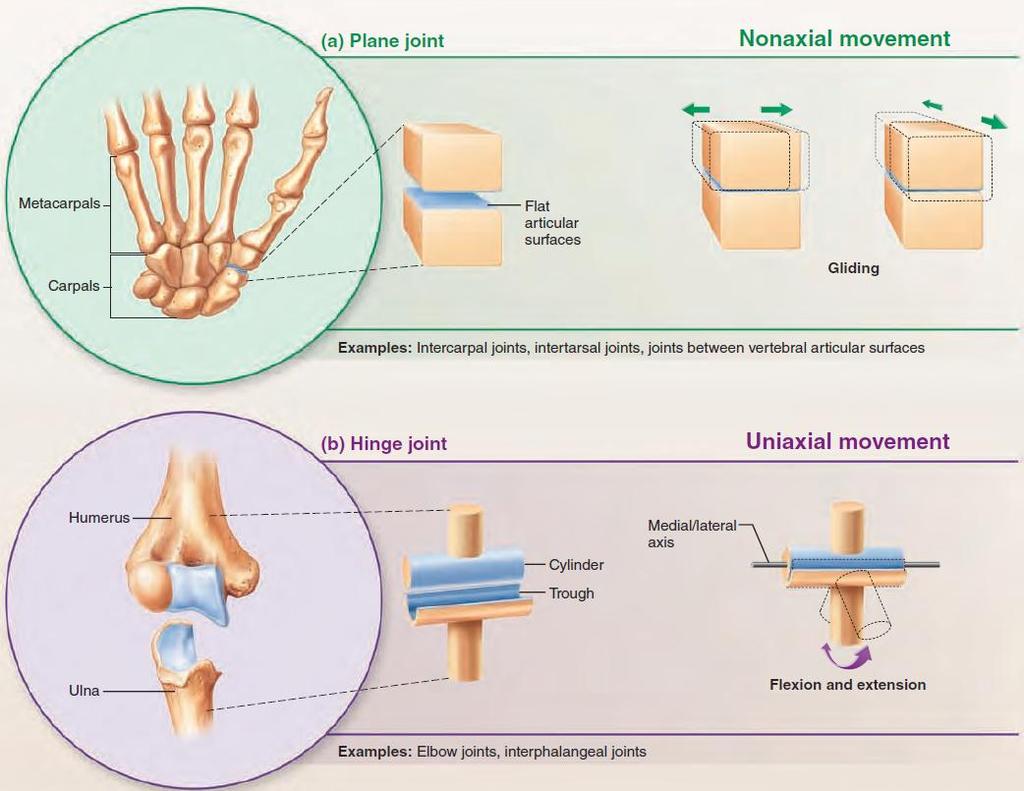 Types of Synovial