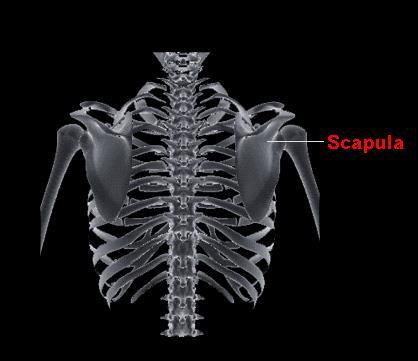 The scapula is located on the