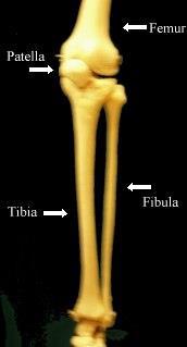The Tibia