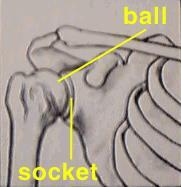 range of motion Ball and Socket