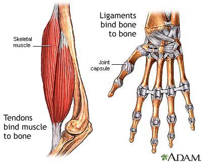 muscle to bone. Tendons may also attach muscles to structures such as the eyeball.