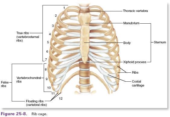 Bones of the Rib Cage 12 pairs of ribs Attached posteriorly to thoracic vertebrae True ribs