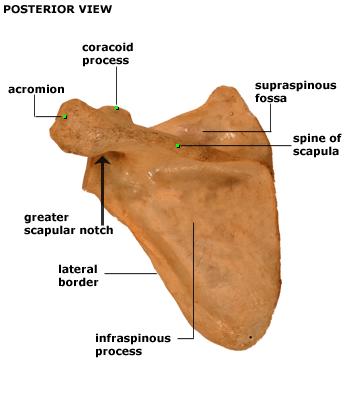 acromion- lateral extension of spine of scapula; spine of scapula- the trapezius and deltoid attach here; greater scapular notch- point at which the spine of the scapula ends, but the acromion