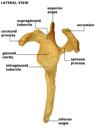 supraglenoid tubercle- the long head of the biceps brachii attaches here; infraglenoid tubercle- the long head of the triceps brachii attaches here; spinous process- divides the supraspinous and