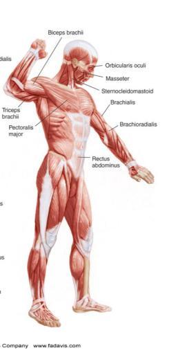 1/8/13 Muscles Attachments Bones Bone types Surface features of bones