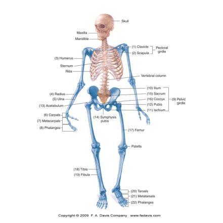 How Bones Are Named Bones have both a common name and a scientific name Example; Sternum = Breastbone Can be named after their shape Example; Pelvis means basin Or the