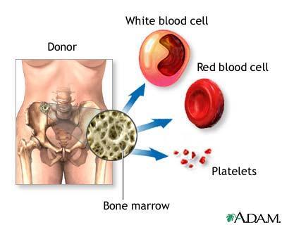 Hematopoiesis or Hemopoiesis Formation of blood cells Occurs in red bone marrow Contains