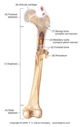 Parts of Long Bones Diaphysis Shaft Canal in center is called medullary or marrow cavity.