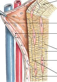 point of attachment for muscles, ligaments, & tendons