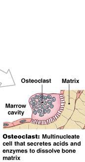 Specialized Bone Cells Osteoblasts