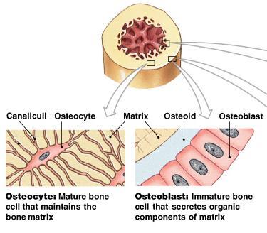 bone) Osteoclasts -bone-destroying cells