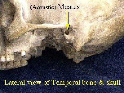 push into bone Sites for blood