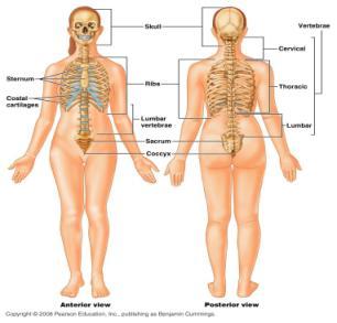Divisions of Skeletal System Axial Skeleton Bones that lie around the body s center of gravity