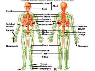 Skeletal Organization Axial Skeleton-orange head neck trunk Appendicular Skeleton