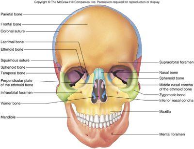 Cranium Frontal (1)-orange forehead roof of