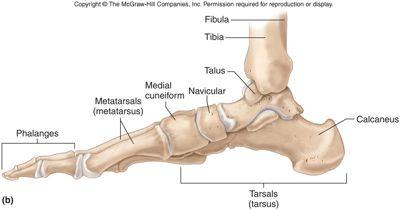 Ankle and Foot Tarsals (14) calcaneus talus navicular cuboid lateral cuneiform