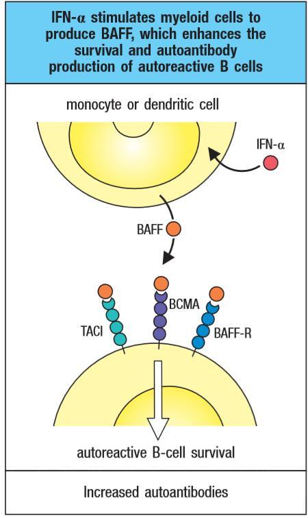 Defective clearance of nucleic acid-containing immune complexes activates overproduction of BAFF and type I interferons that can cause SLE IFN-α increases BAFF