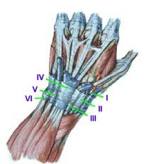I know these 6 dorsal compartments like I know the back of my hand!
