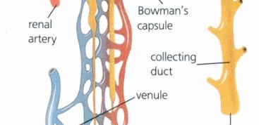 tubule & collecting duct Nephron Function (4 stages)