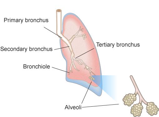 PULMONARY FUNCTION TEST The efficiency of gas exchange between air and blood, which occurs