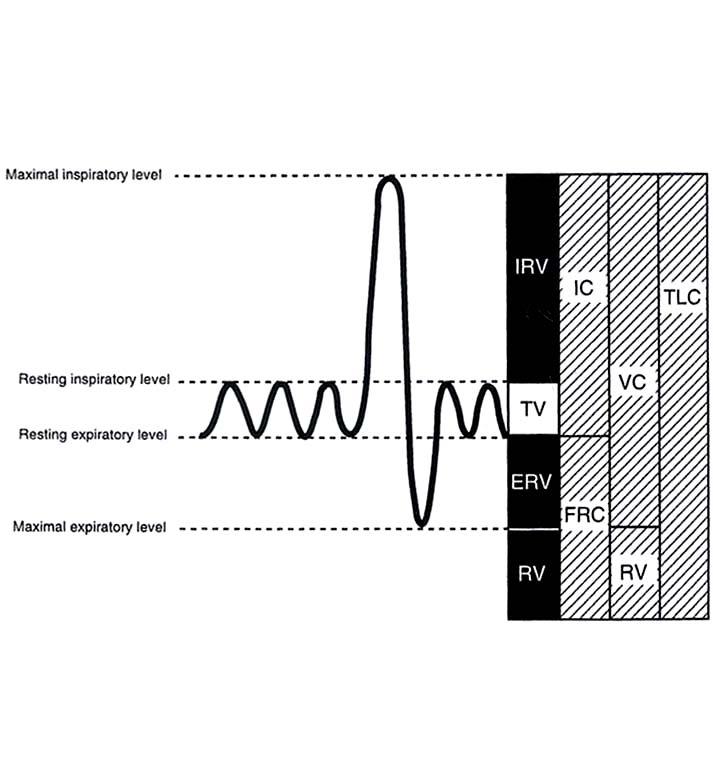 Lung Volumes and Capacities 4 volumes: inspiratory reserve volume, tidal volume, expiratory reserve volume, and residual volume 2 or