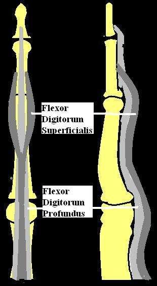 Anatomy: The Flexor System Cruciform Pulleys Zone I: Distal Insertion of