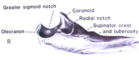 Lateral view Radial Notch * articulates with