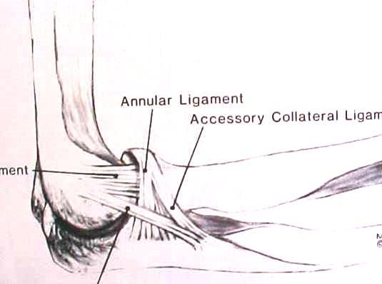 Lateral Collateral Ligament Complex Annular Ligament Radial Collateral Ligament radius