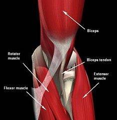 Muscles Flexors