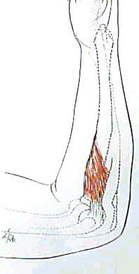 Supination Supinator Muscle Secondary FA supinator Posterior Interosseus Nerve Superficial and deep heads Radial
