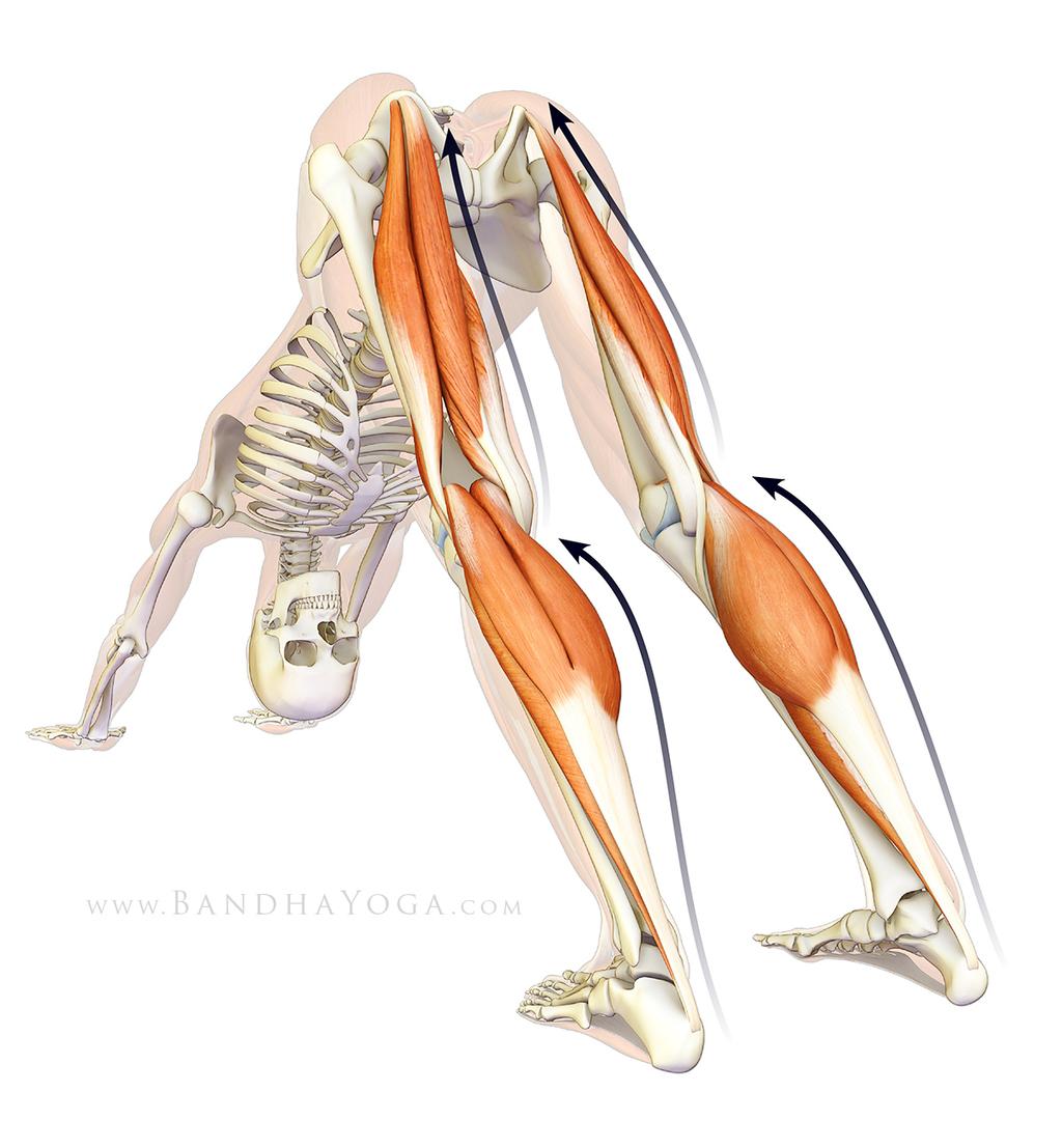 Figure 3: The myofascial connections to the plantar fascia in Downward Dog pose. Plantar fasciitis is an overuse injury related to repetitive overstretching of the plantar aponeurosis.