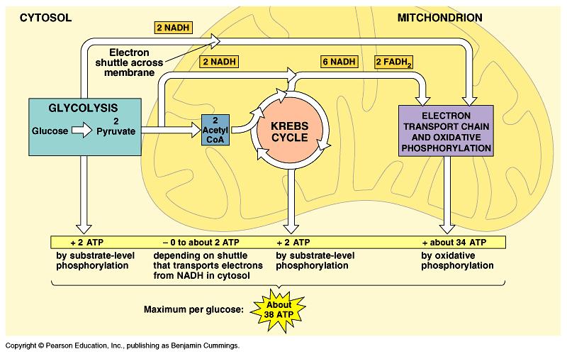 9.2 The Krebs Cycle and