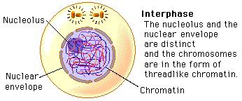 The Cell Cycle The cell cycle is the series of events that cells go through as they