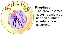 Prophase Chromosomes are