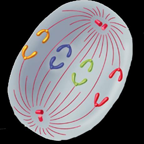 Mitosis Individual chromosomes Anaphase Anaphase is