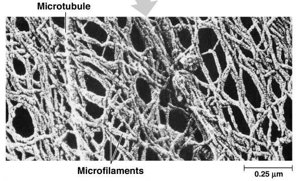 Cytoskeleton Function structural support maintains shape of cell
