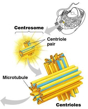 Centrioles Cell division in
